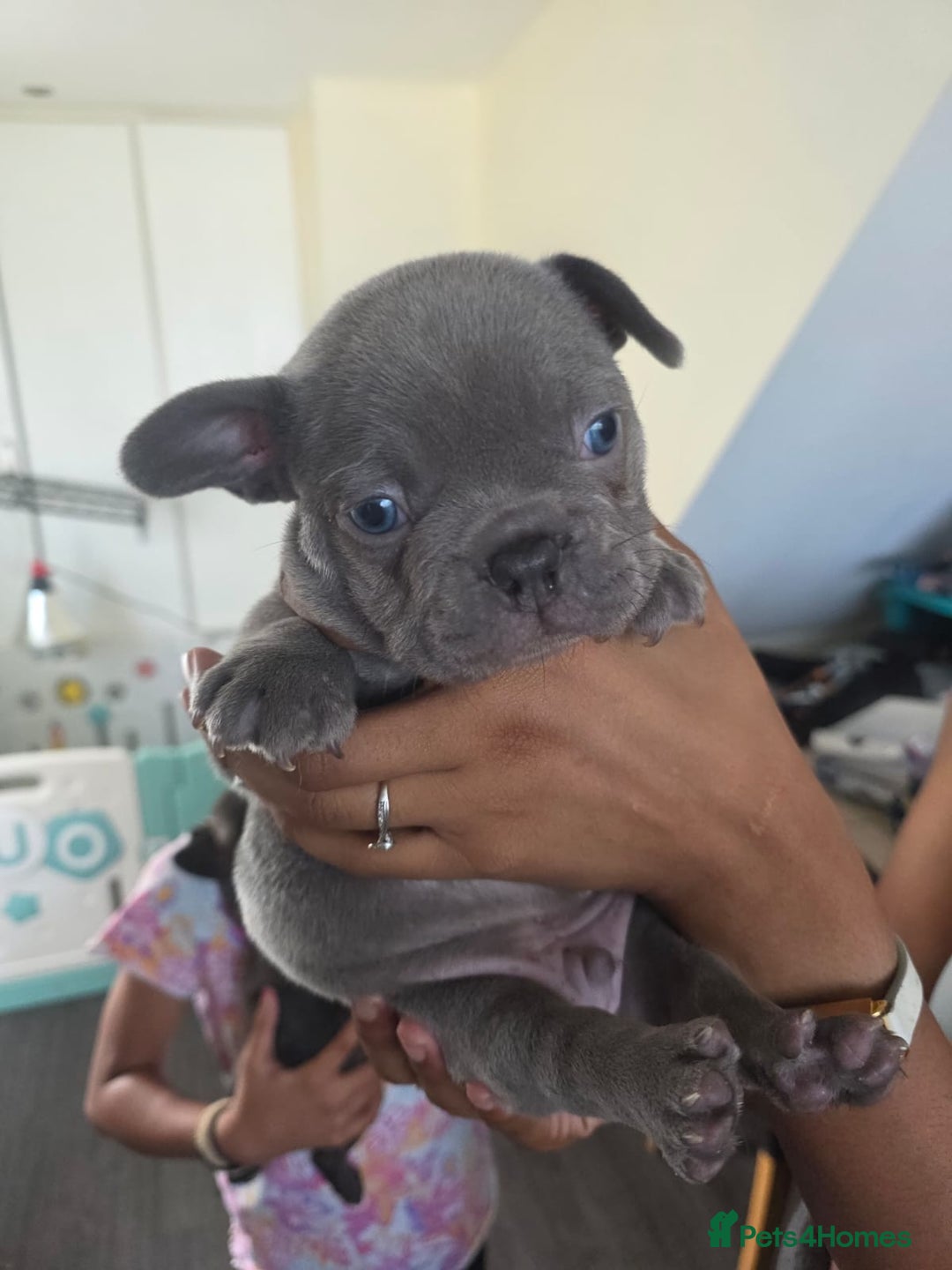 French Bulldog dogs for sale: 5 Beautiful French bulldogs - Image 25