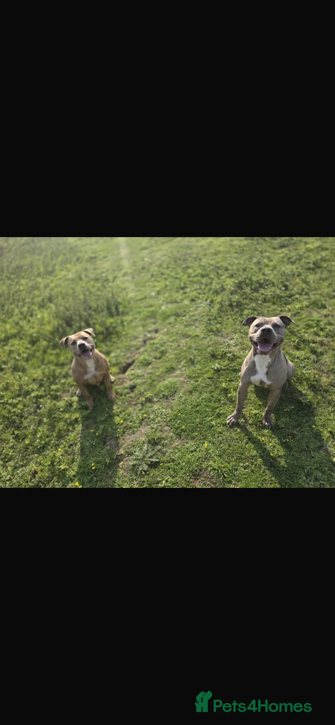 Mixed Breed dogs for stud: Meet Buster! Blue Merle Bully Staffy.. - Advert 8