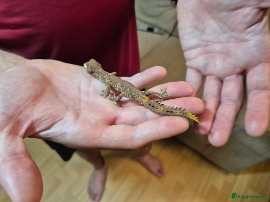 Gecko reptiles for sale: Pair of Northern Spiny tailed geckos and setup - Image 11
