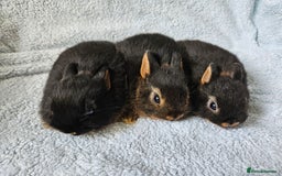 Netherland Dwarf rabbits for sale: Netherland dwarf bunnies  - Image 4