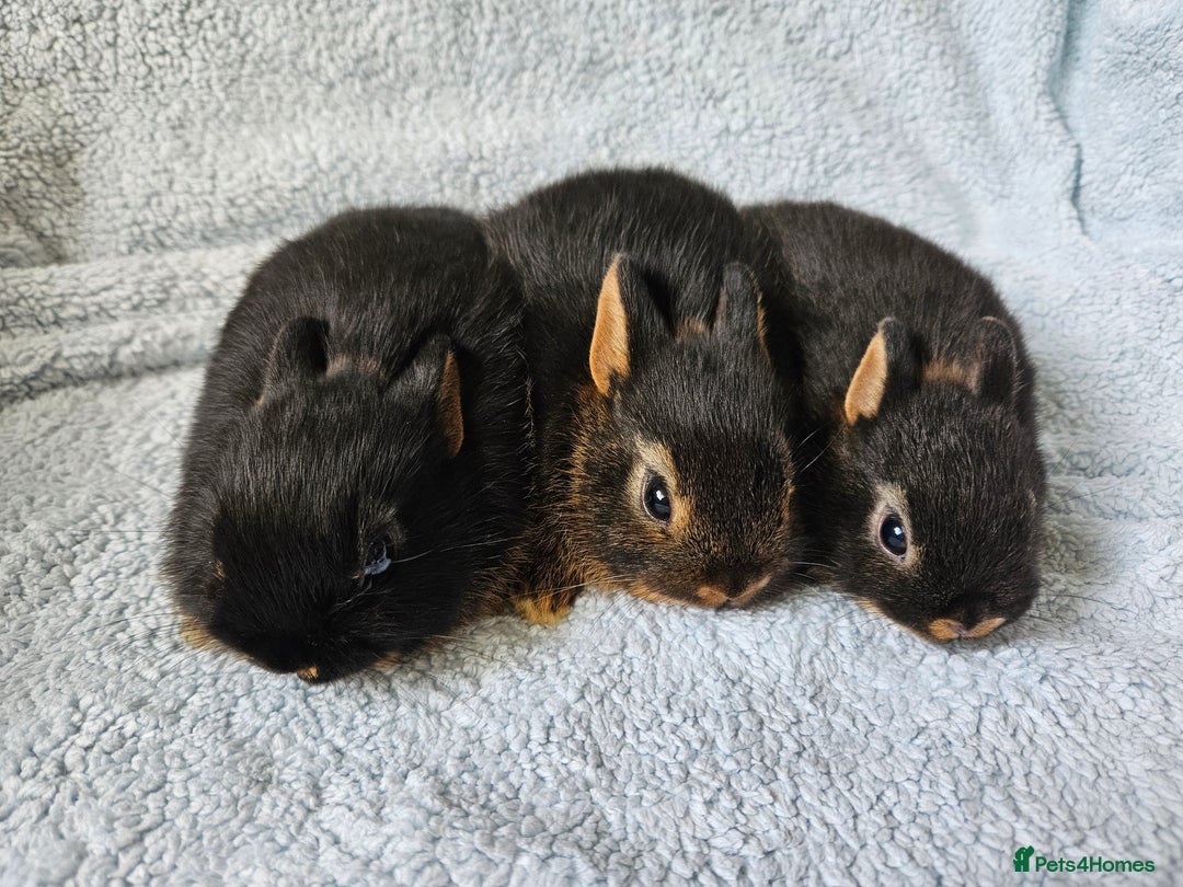 Netherland Dwarf rabbits for sale: Netherland dwarf bunnies  - Image 4