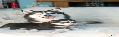 Puppy 1