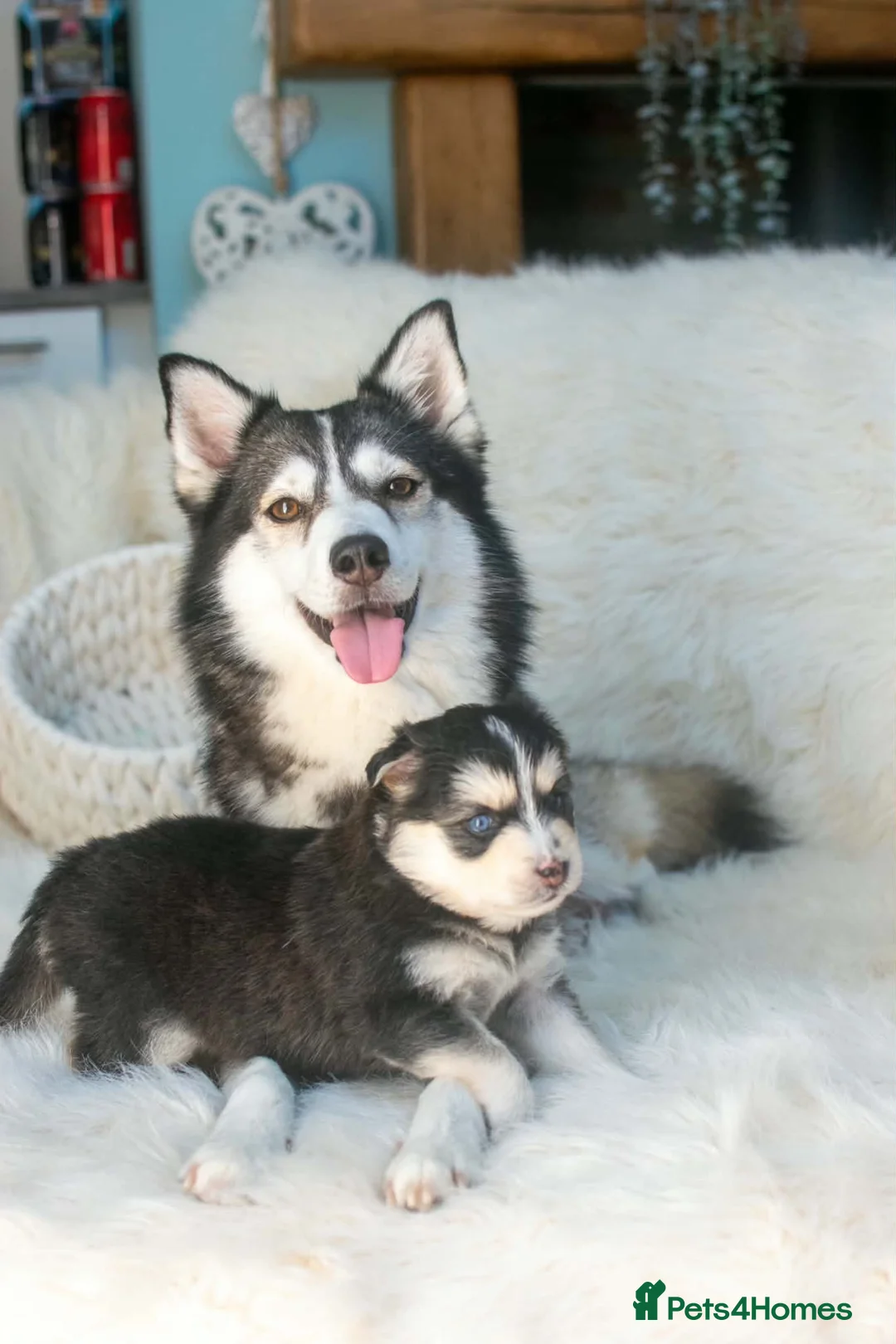 Pomsky dogs for sale: STUNNING POMSKY PUPPIES  - Advert 22