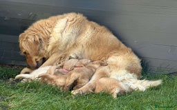 Golden Retriever dogs for sale: PEDIGREE HEALTH TESTED GOLDEN RETRIVER PUPPIES KC - Image 17