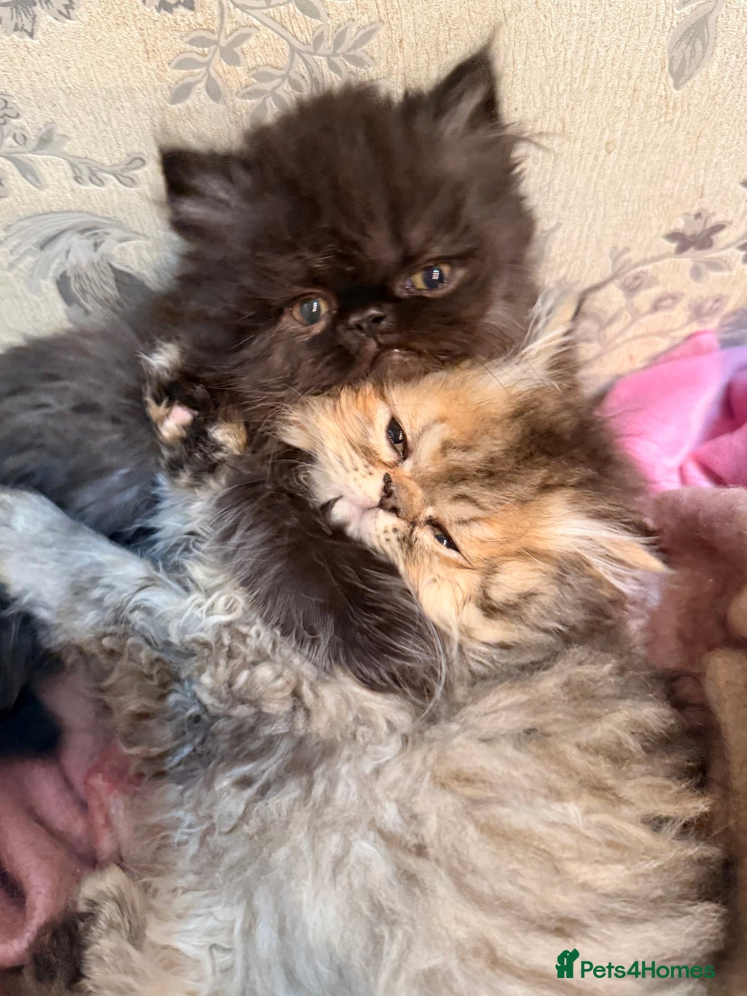 Persian cats for sale: Stunning GCCF reg Persians – Born Halloween 2025  - Advert 7