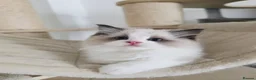 Ragdoll cats for sale: 3 European babies. Champion lines. Tica registered - Advert 11