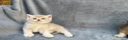 British Longhair cats for sale: Pedigree British shorthair & longhair golden  - Advert 13