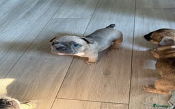 French Bulldog dogs for sale: 🌟 Adorable French Bulldog Puppies - Image 4