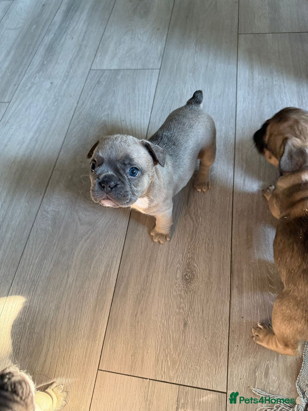 French Bulldog dogs for sale: 🌟 Adorable French Bulldog Puppies - Image 4