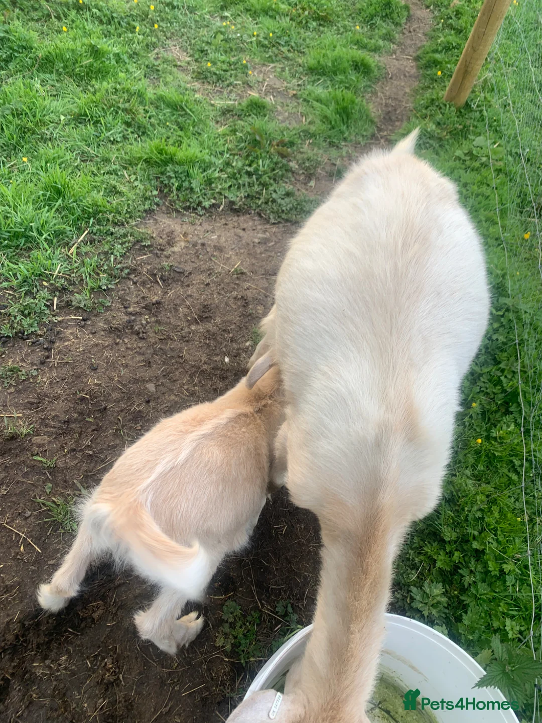 Goats livestock for sale: Goats - Nanny Kid and Whether - Advert 2