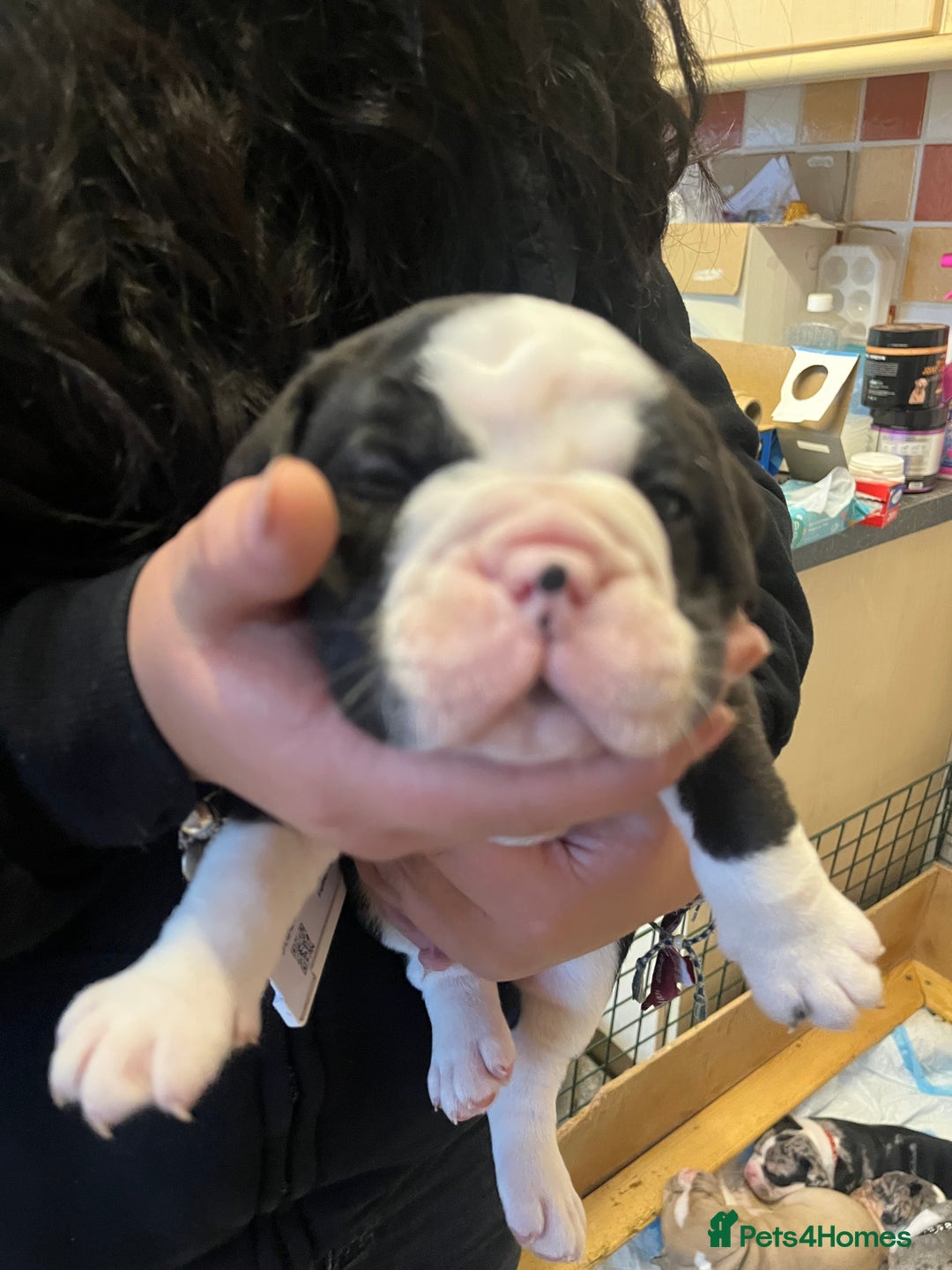 Mixed Breed dogs for sale: Old tyme bulldog x american bulldog puppies - Advert 17
