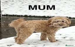 Cockapoo dogs for sale: 🐾F2b COCKAPOO PUPPIES🐾  DNA TESTED PARENTS 🧬 - Image 16