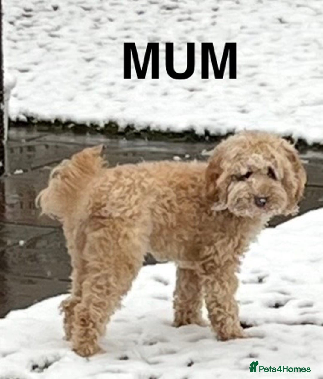 Cockapoo dogs for sale: 🐾F2b COCKAPOO PUPPIES🐾  DNA TESTED PARENTS 🧬 - Image 16