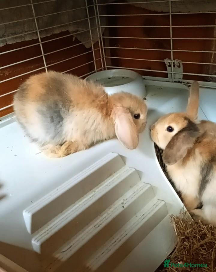 Mixed Breed rabbits READY NOW!! 5 adorable bunnies for sale  - Advert 13