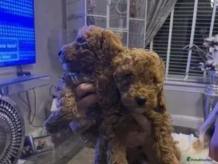 Cavapoo dogs DNA TESTED BEAUTIFUL PUPPIES - Advert 5