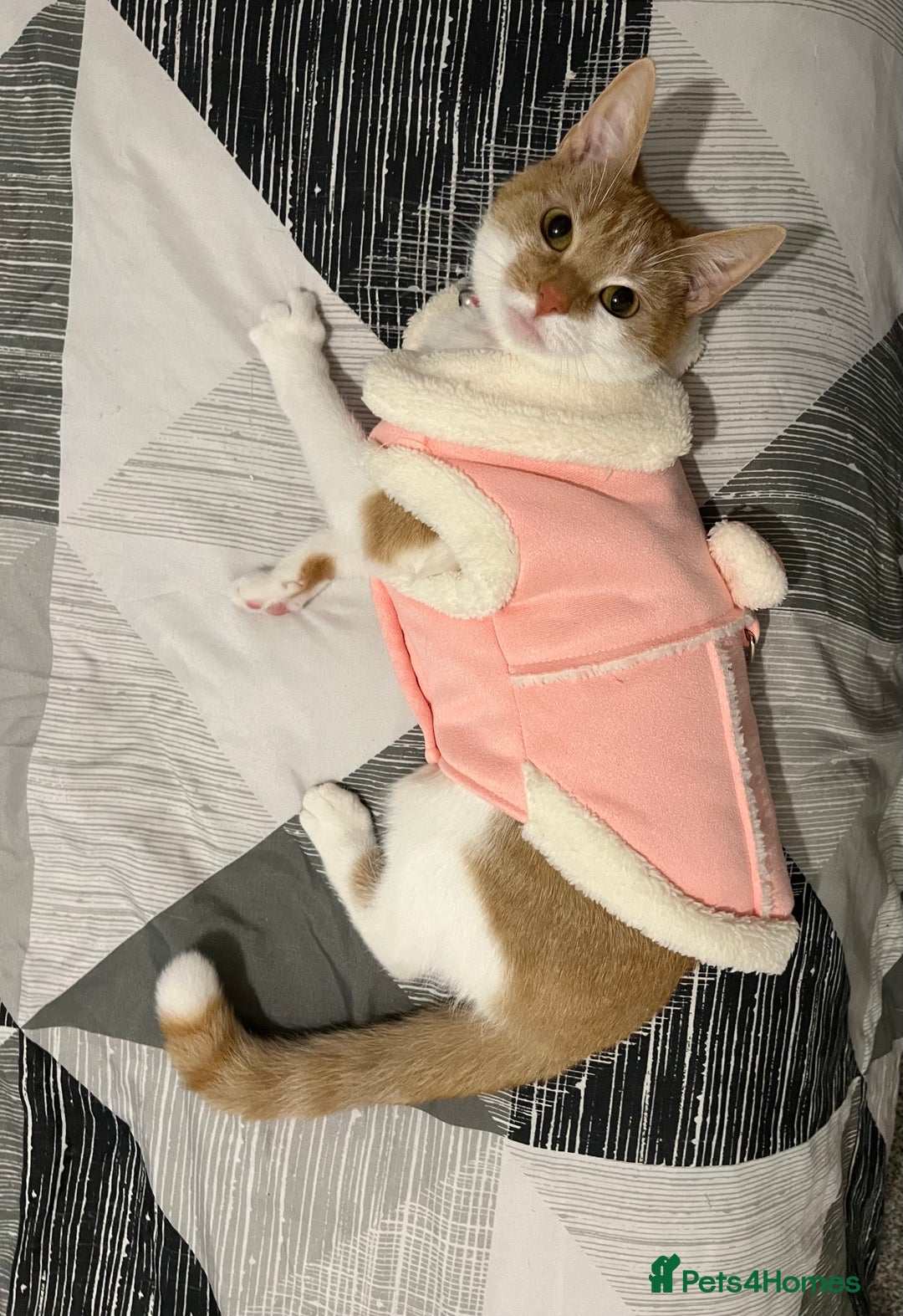 Domestic Shorthair cats for sale: Ginger & White Domestic Female Shorthair - Advert 2