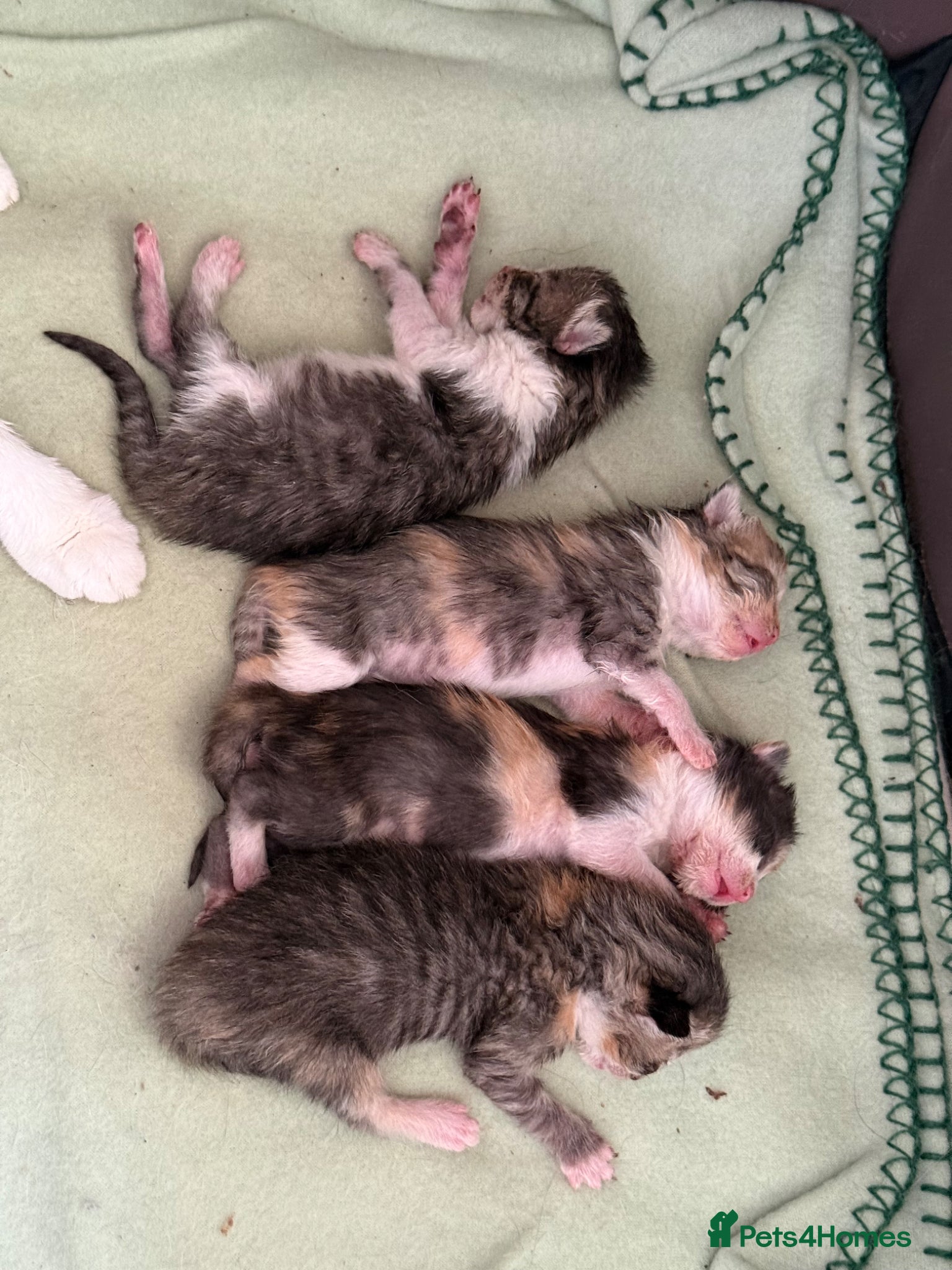Mixed Breed cats 5 gorgeous kittens - Advert 15