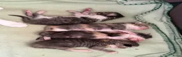 Mixed Breed cats for sale: 5 gorgeous kittens - Advert 15