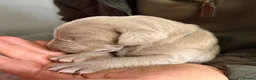 Weimaraner dogs for sale: Weimaraner Silver Grey Girl Pups - Ganult showline - Advert 5