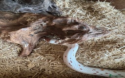 Corn Snake reptiles for sale: Female CB23 Palmetto corn snake - Image 2