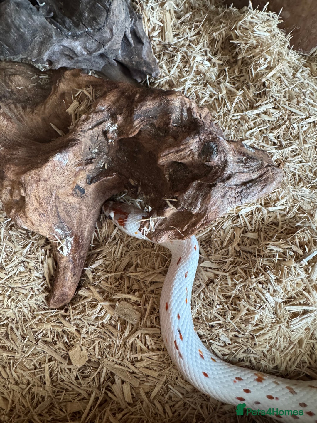 Corn Snake reptiles for sale: Female CB23 Palmetto corn snake - Image 2