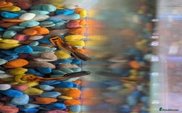 Live Bearers fish for sale: Guppy fry 2-3 weeks old. Beautiful fish.  - Image 1