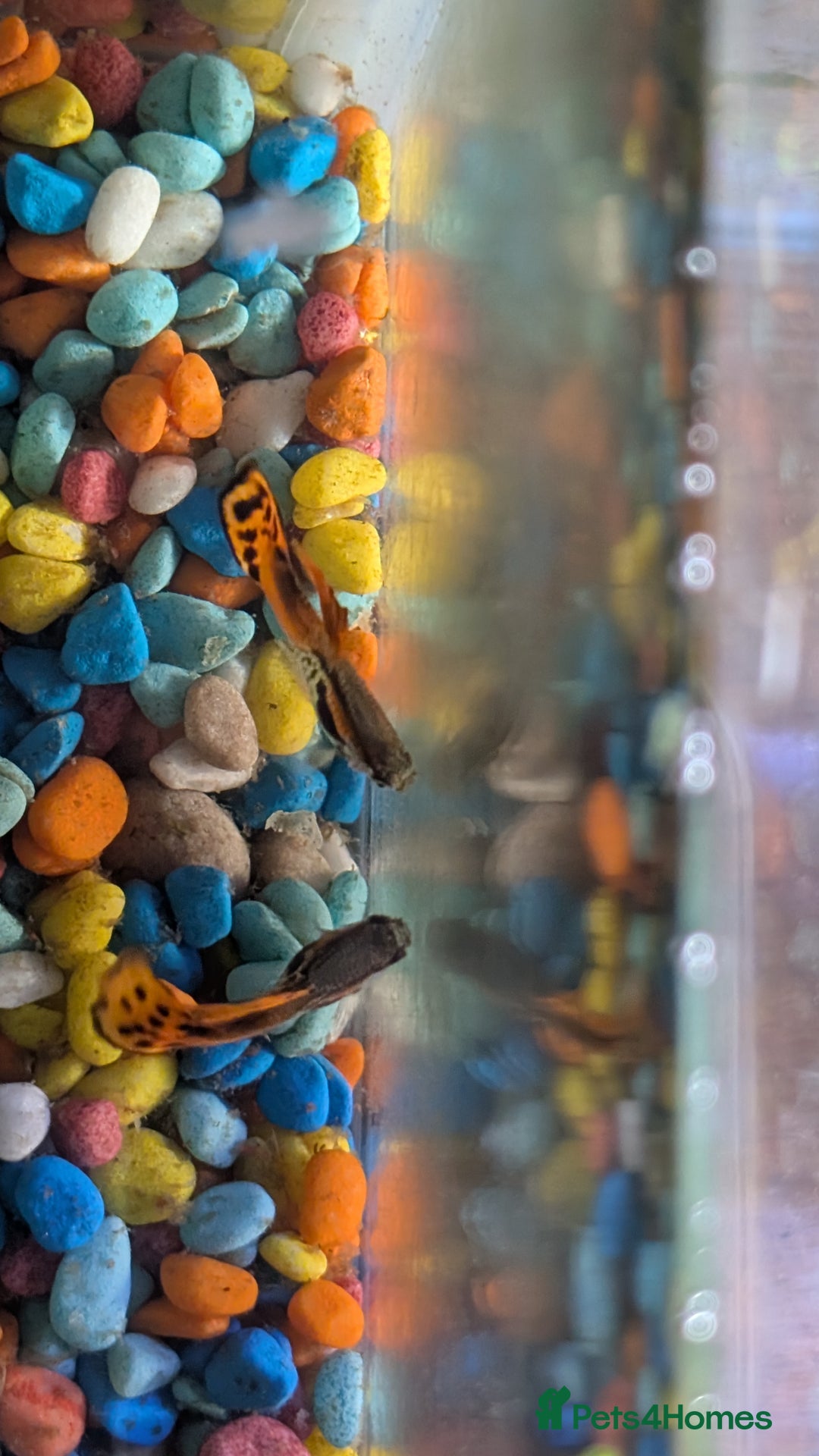 Live Bearers fish for sale: Guppy fry 2-3 weeks old. Beautiful fish.  - Image 1