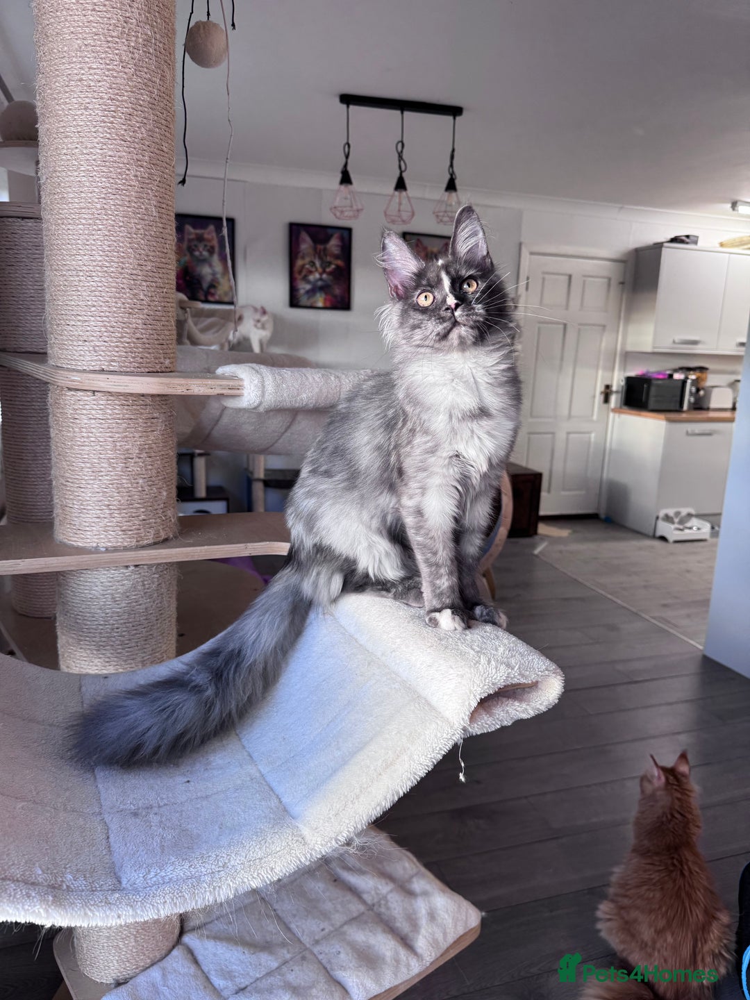 Maine Coon cats for sale: 🌟🌟 The last unique girl🩷 Maine Coon  🌟🌟 - Advert 7