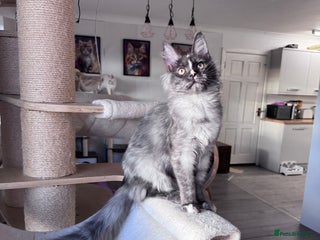 Maine Coon cats 🌟🌟 The last unique girl🩷 Maine Coon 🌟🌟 - Advert 6