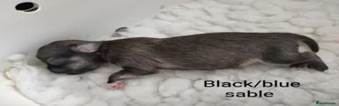 Chihuahua 5