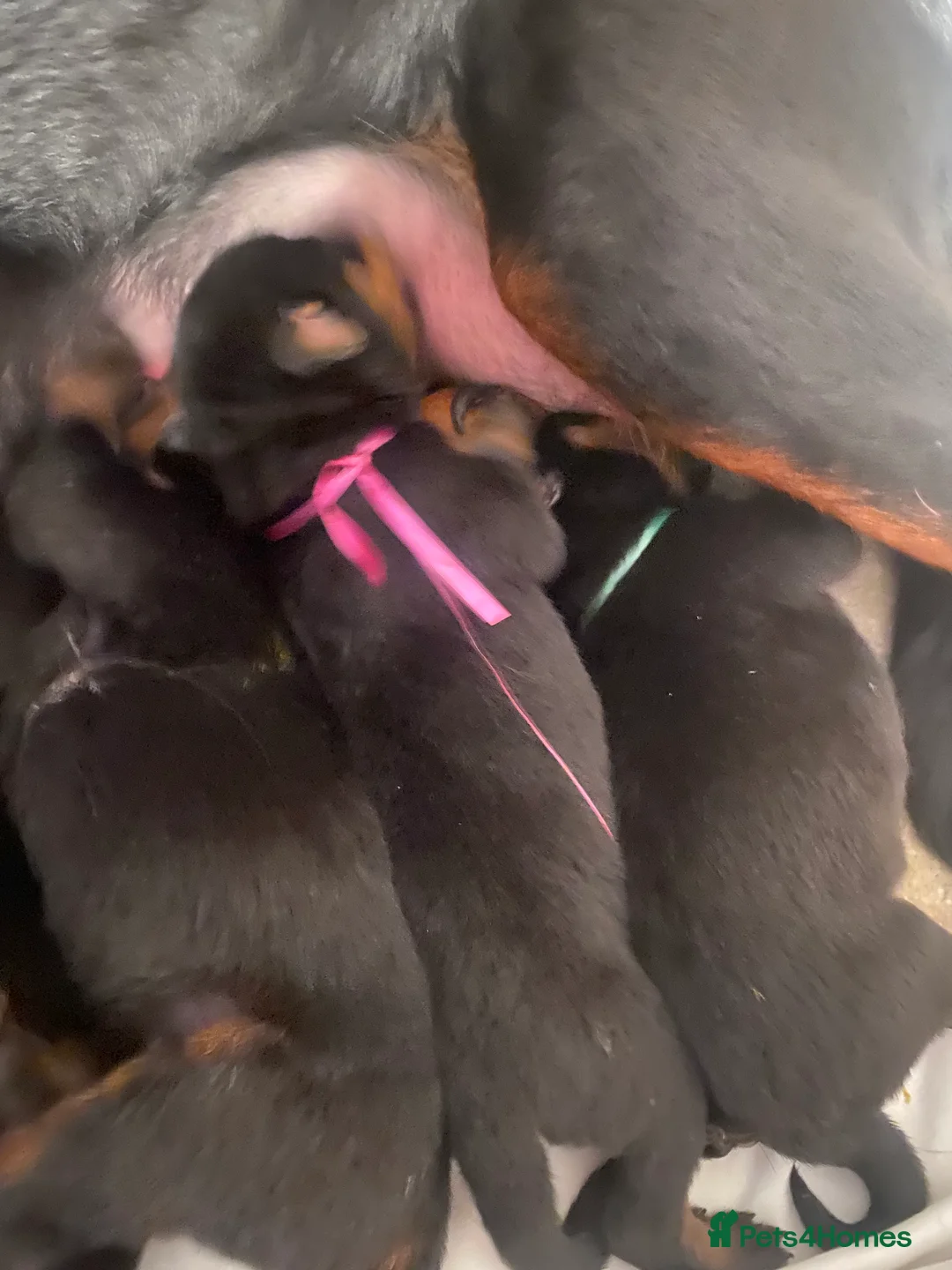 Rottweiler dogs for sale: Germany and America Rottweiler mix - Advert 9