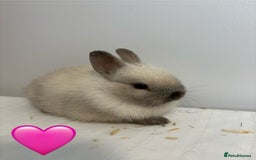 Netherland Dwarf rabbits for sale: 2 x Netherland Dwarf Bunnies 🐰 - Image 2