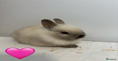 Netherland Dwarf rabbits - Advert 5