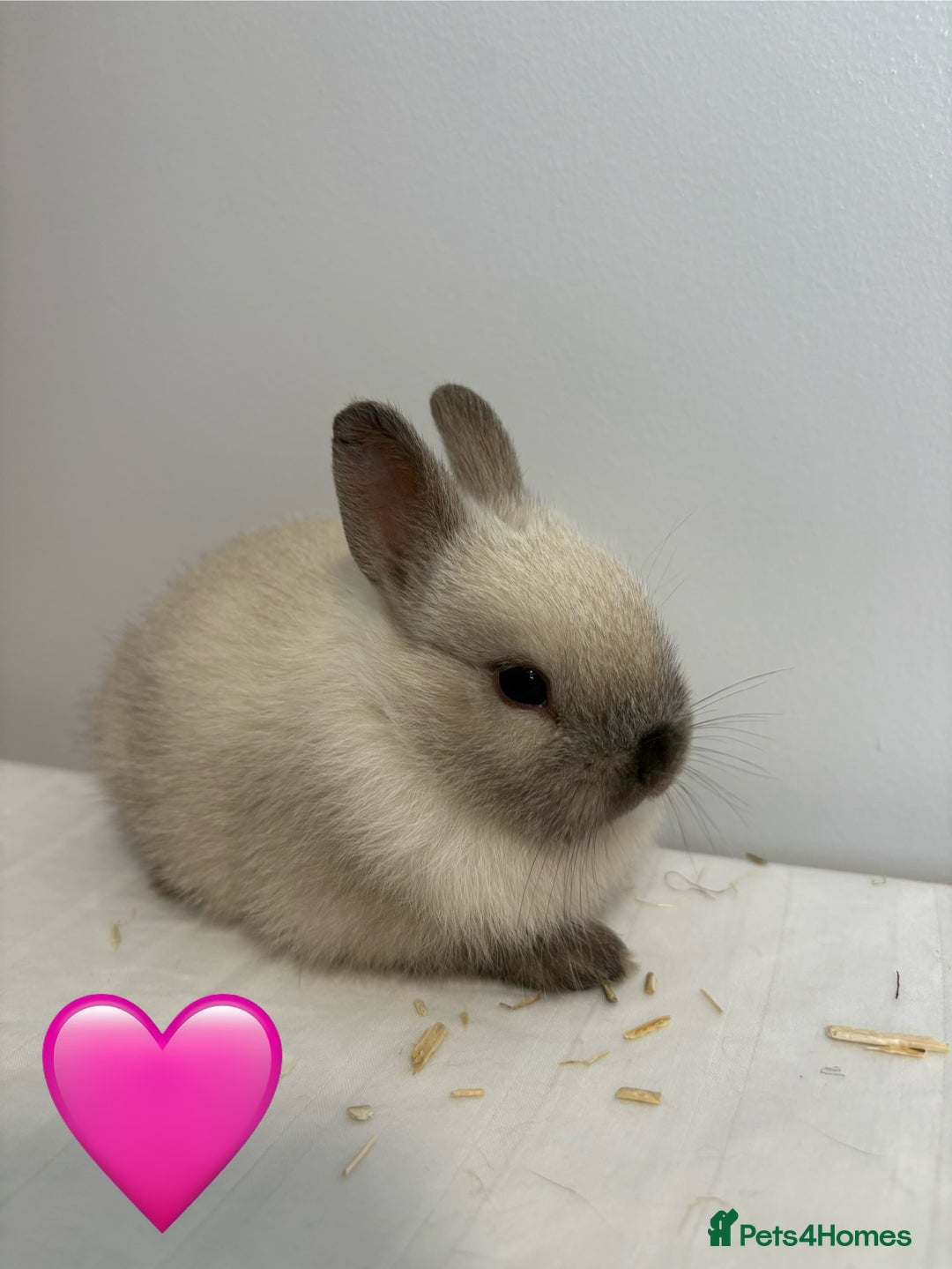Netherland Dwarf rabbits for sale: 2 x Netherland Dwarf Bunnies 🐰 - Image 2