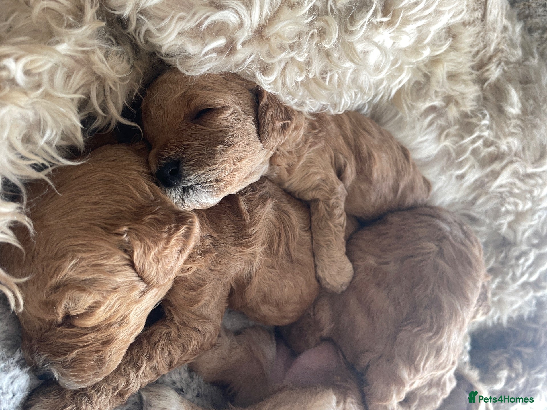 Cockapoo dogs 5⭐️Cockapoo Apricot, Red. Clear genetics & Health - Advert 1