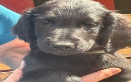 Flat coated Retriever dogs for sale: One beautiful boy puppy ready to go - Image 2
