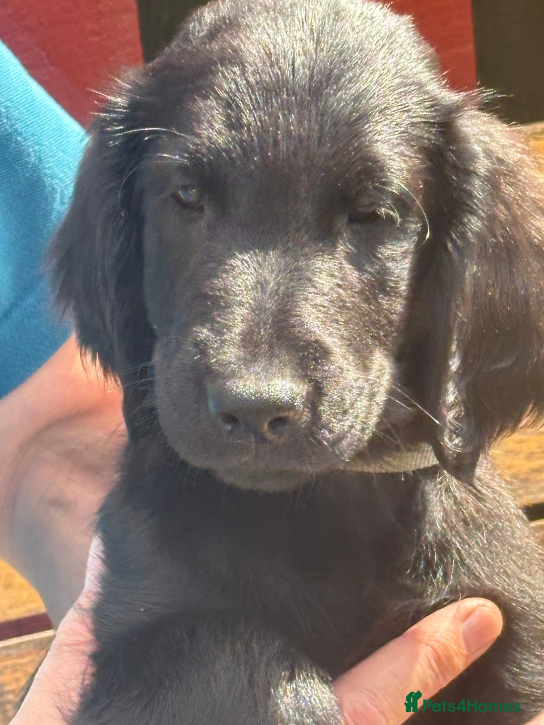 Flat coated Retriever dogs for sale: One beautiful boy puppy ready to go - Image 2