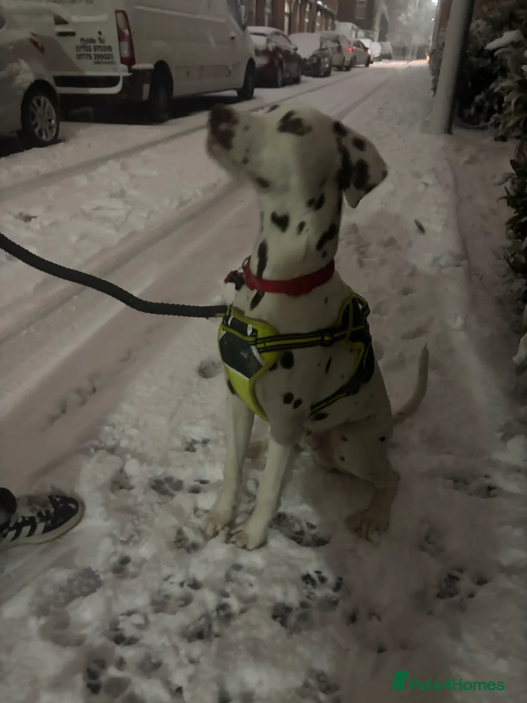 Dalmatian dogs for sale: 8 month old Dalmation  - Advert 6