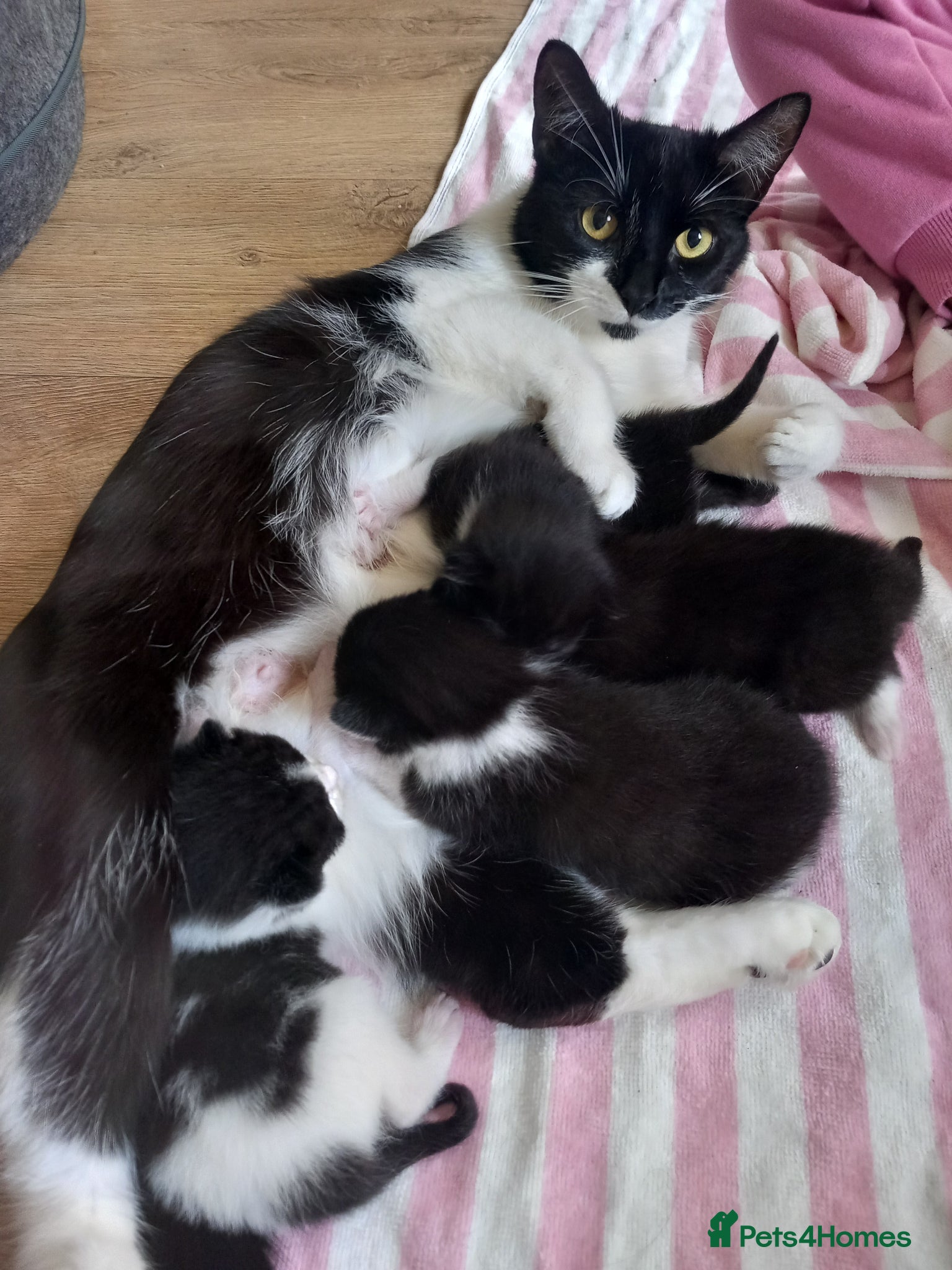 Mixed Breed cats 4 beautiful kittens born on mothers day - Advert 1