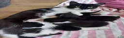Mixed Breed cats for sale: 4 beautiful kittens born on mothers day in Basingstoke - Advert 1