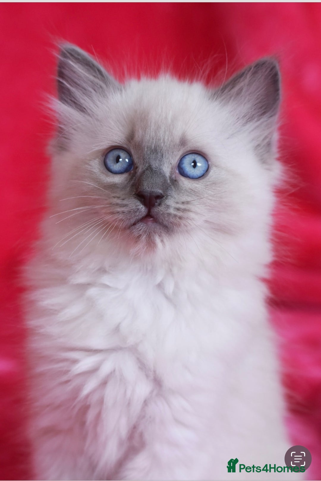 Ragdoll cats for stud: TICA registered blue point stud ragdoll  in Bristol - Advert 8
