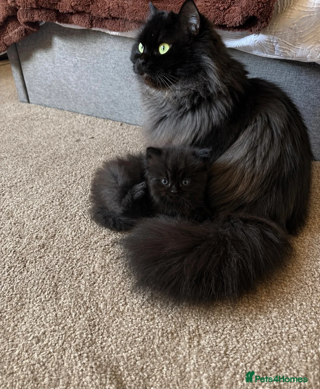 Perdoll cats for sale: FLUFFY PERSIAN/RAGDOLL KITTEN - Advert 7