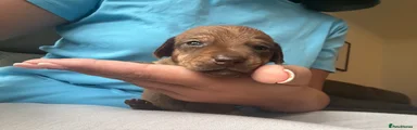 Puppy 3 - Male