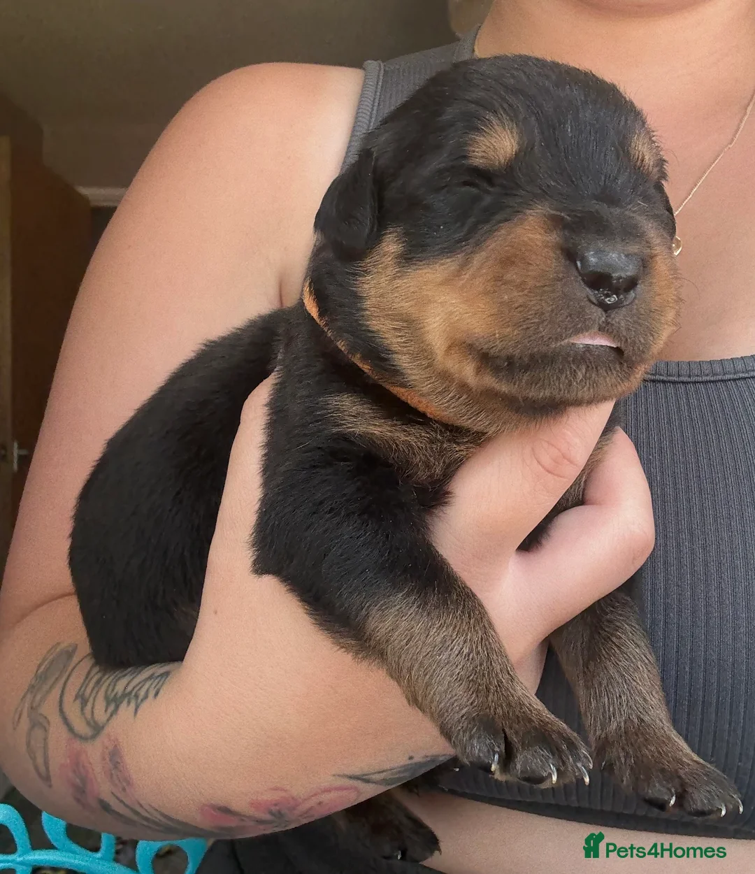Rottweiler dogs for sale: Rottweiler puppies - Advert 11