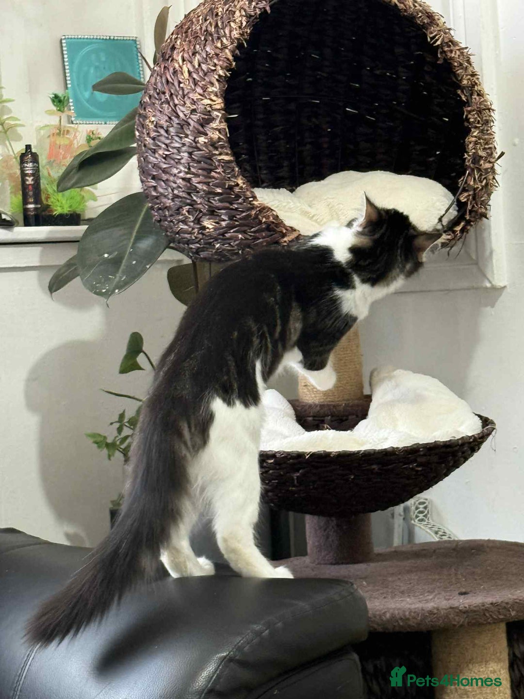 Mixed Breed cats for sale: Beautiful mixed breed looking for a new home  - Image 4