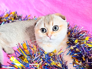 Scottish Fold cats High quality TICA pedigree kittens - Advert 10