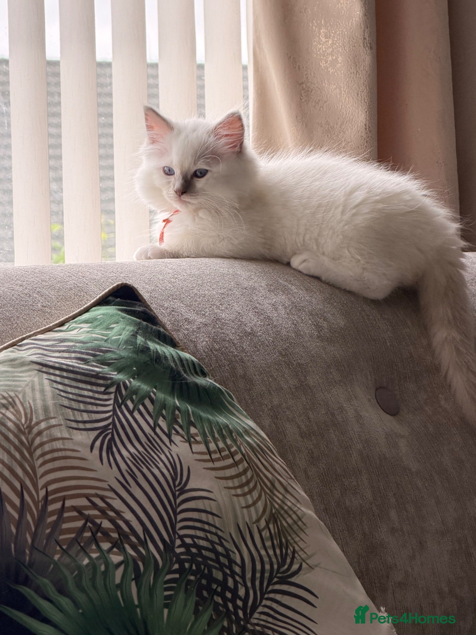 Ragdoll cats Ragdoll kittens 2 boys left ready now !!  - Advert 2
