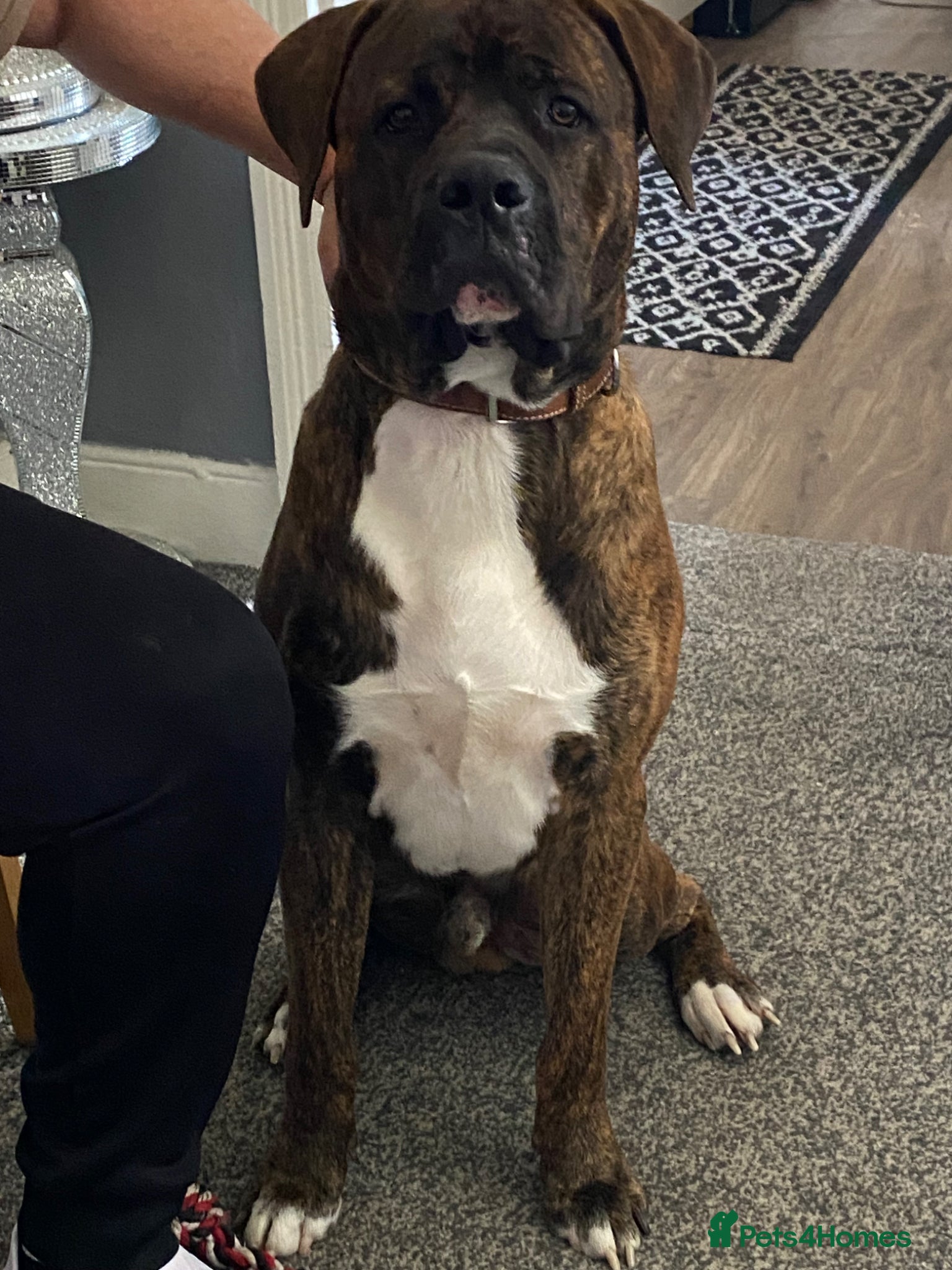 Presa Canario dogs Zeus 11 Months old Presa canario Puppy - Advert 2