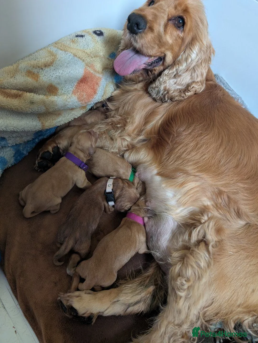 Cocker Spaniel dogs for sale: Beautiful Cocker Spaniel Puppies – 2 Boys, 2 Girls in Dover - Advert 2