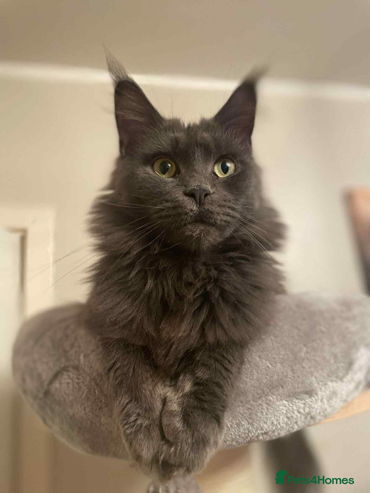 Maine Coon cats Polydactyl and non-polydactyl kittens  - Advert 1